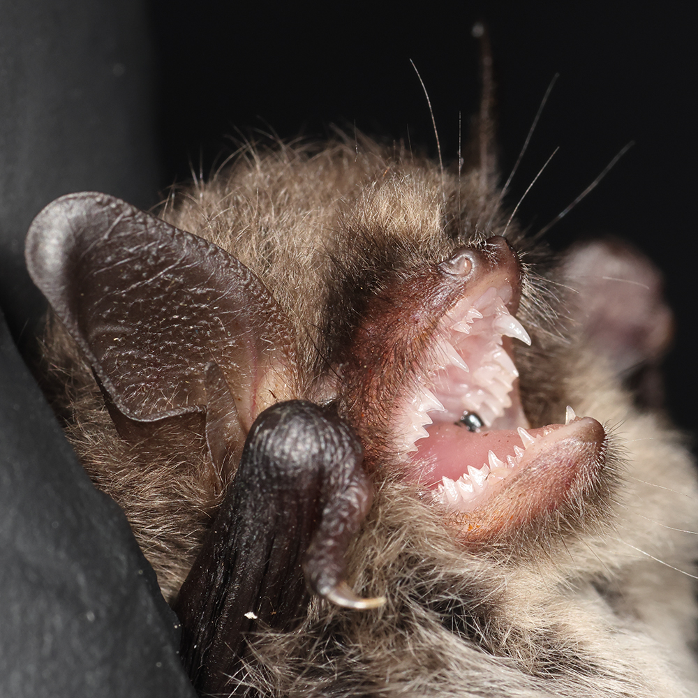 Alcathoe bat